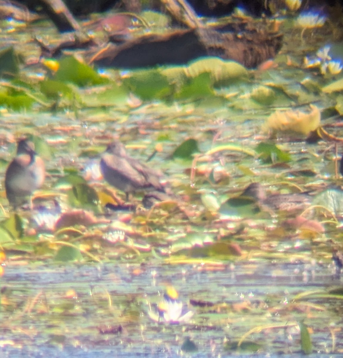 Green-winged Teal (American) - ML640958244