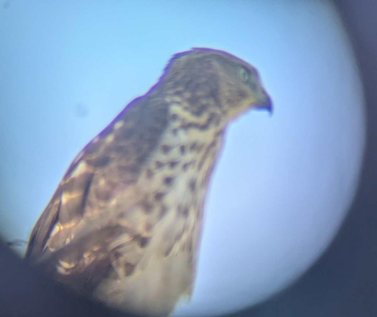 Cooper's Hawk - ML640958257