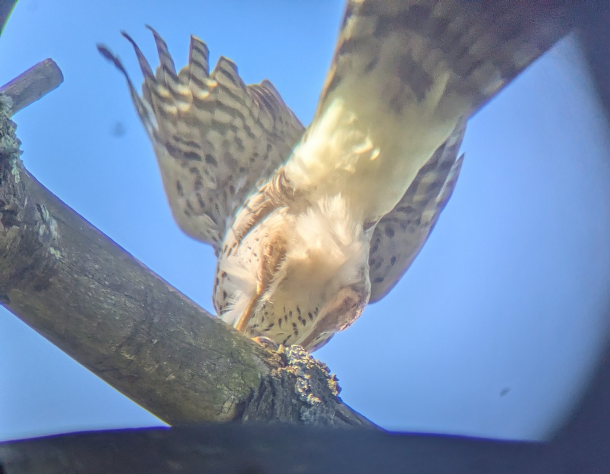 Cooper's Hawk - ML640958258