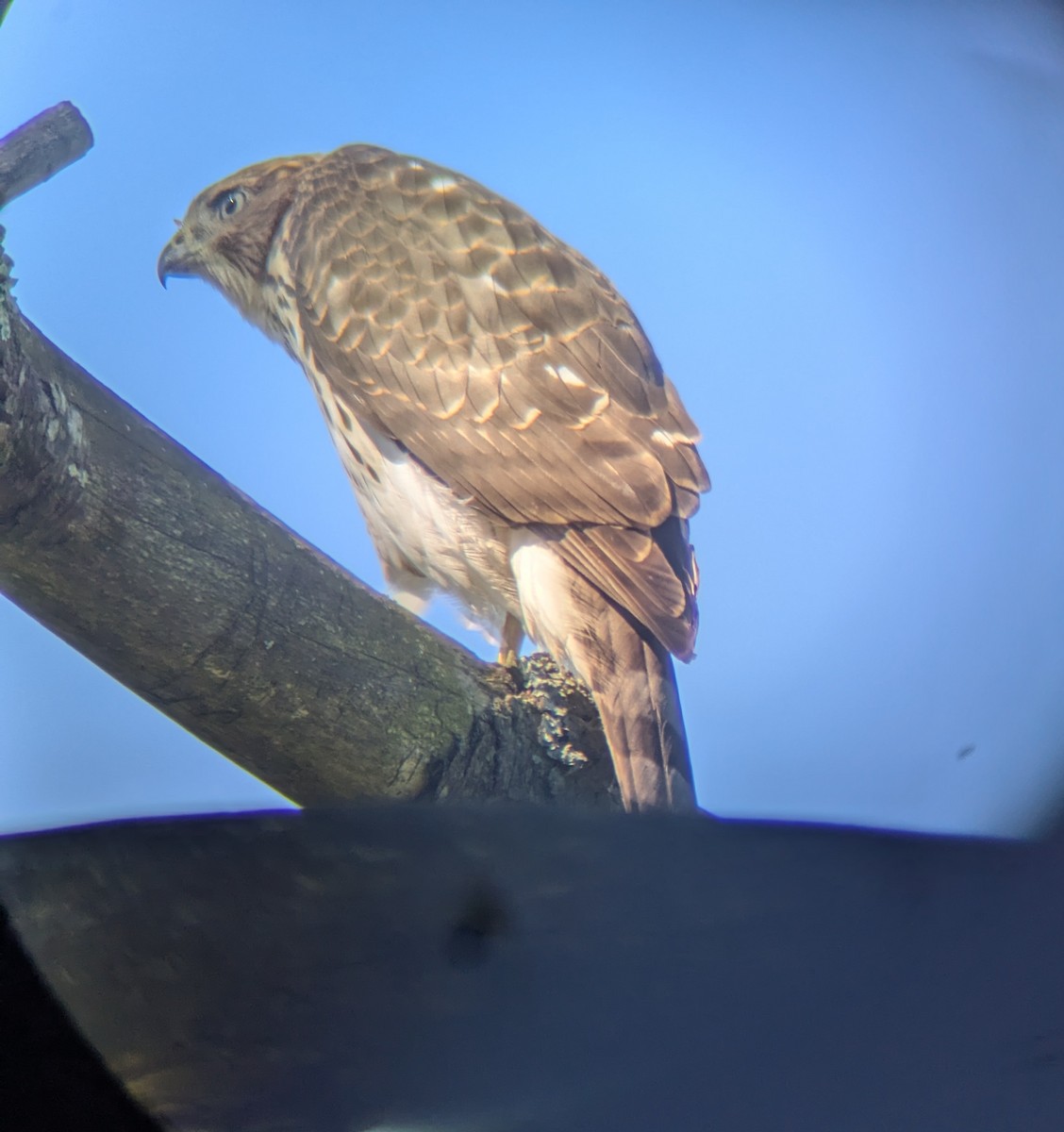Cooper's Hawk - ML640958260
