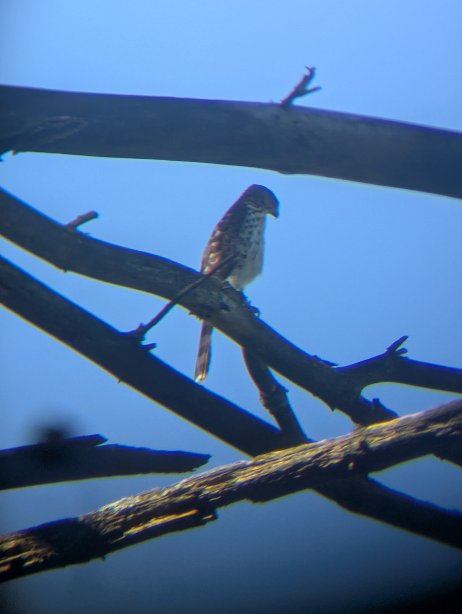 Cooper's Hawk - ML640958261