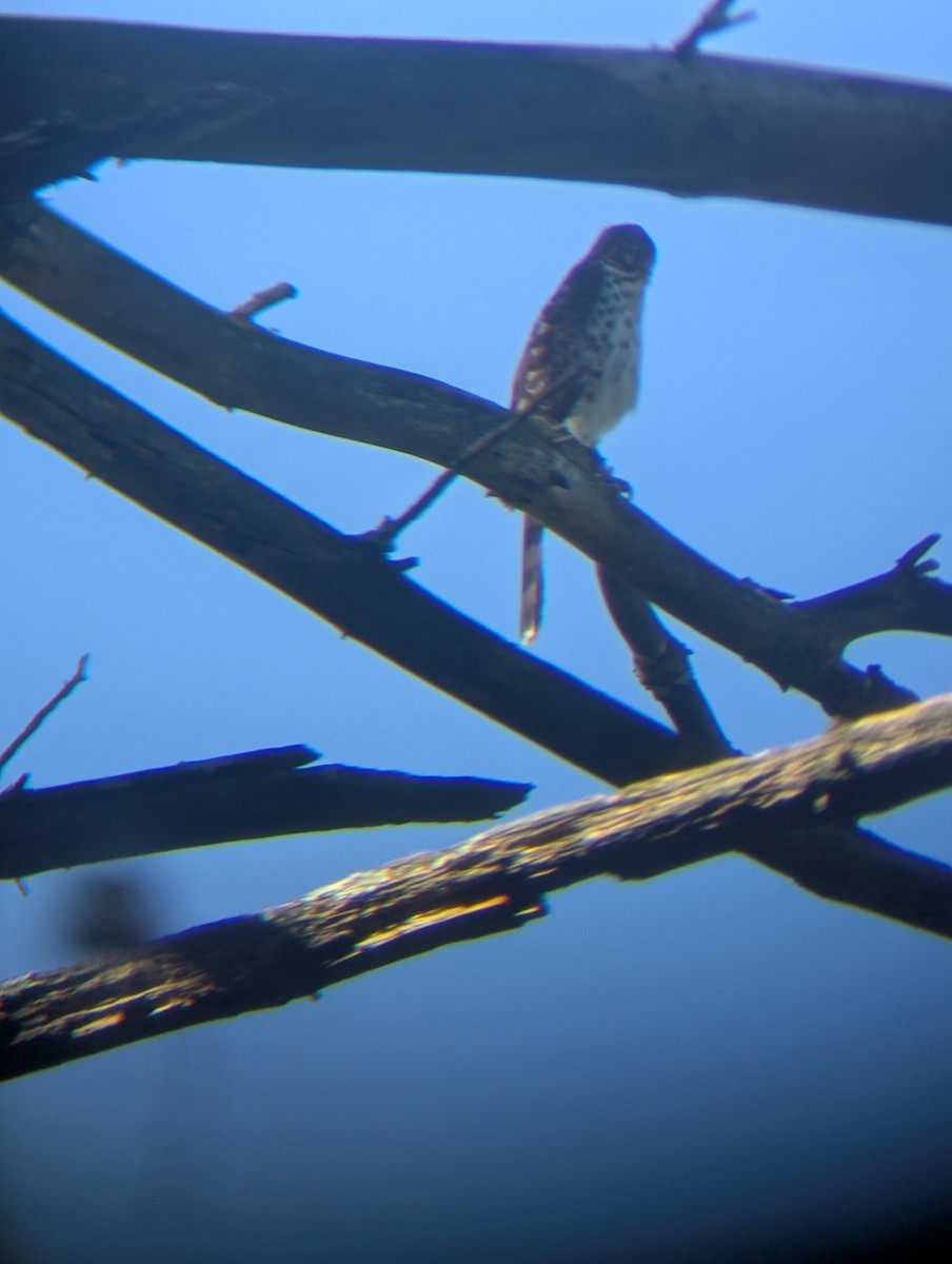 Cooper's Hawk - ML640958262