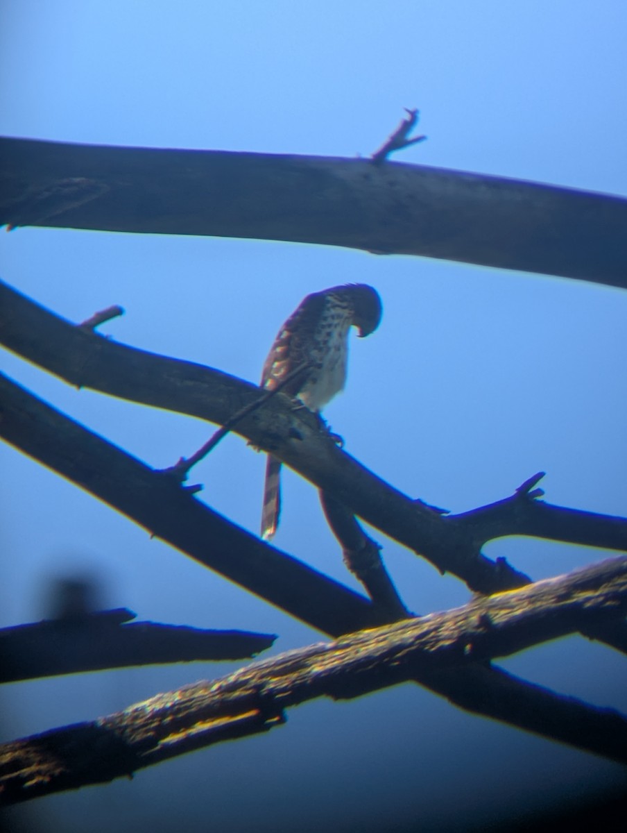 Cooper's Hawk - ML640958263