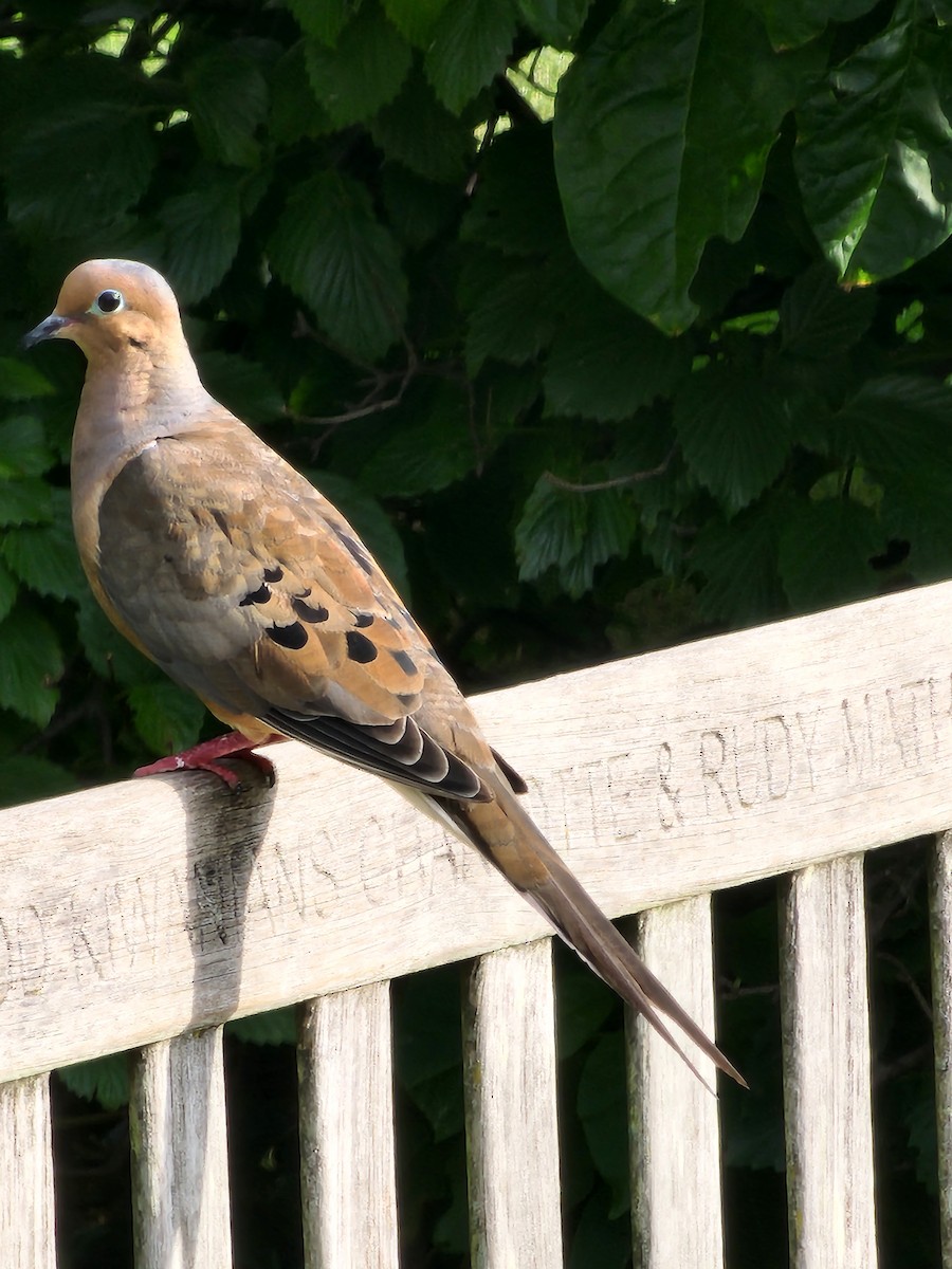 Mourning Dove - ML640958267