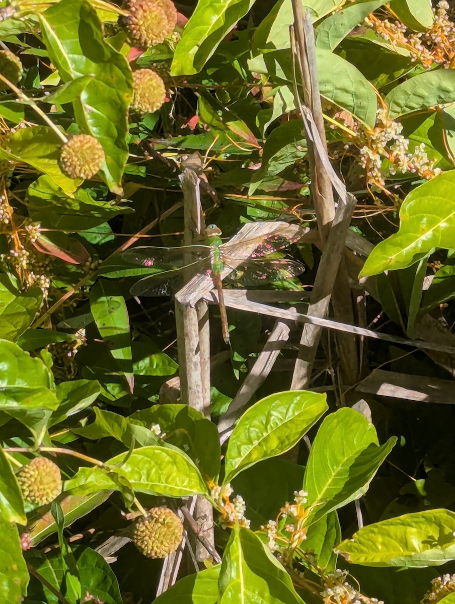 Common Green Darner - ML640958282