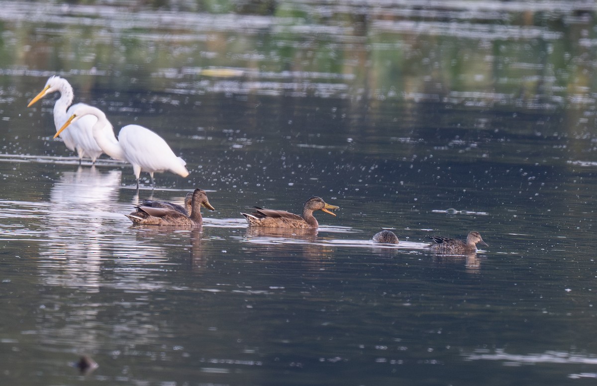 Green-winged Teal - ML640958306