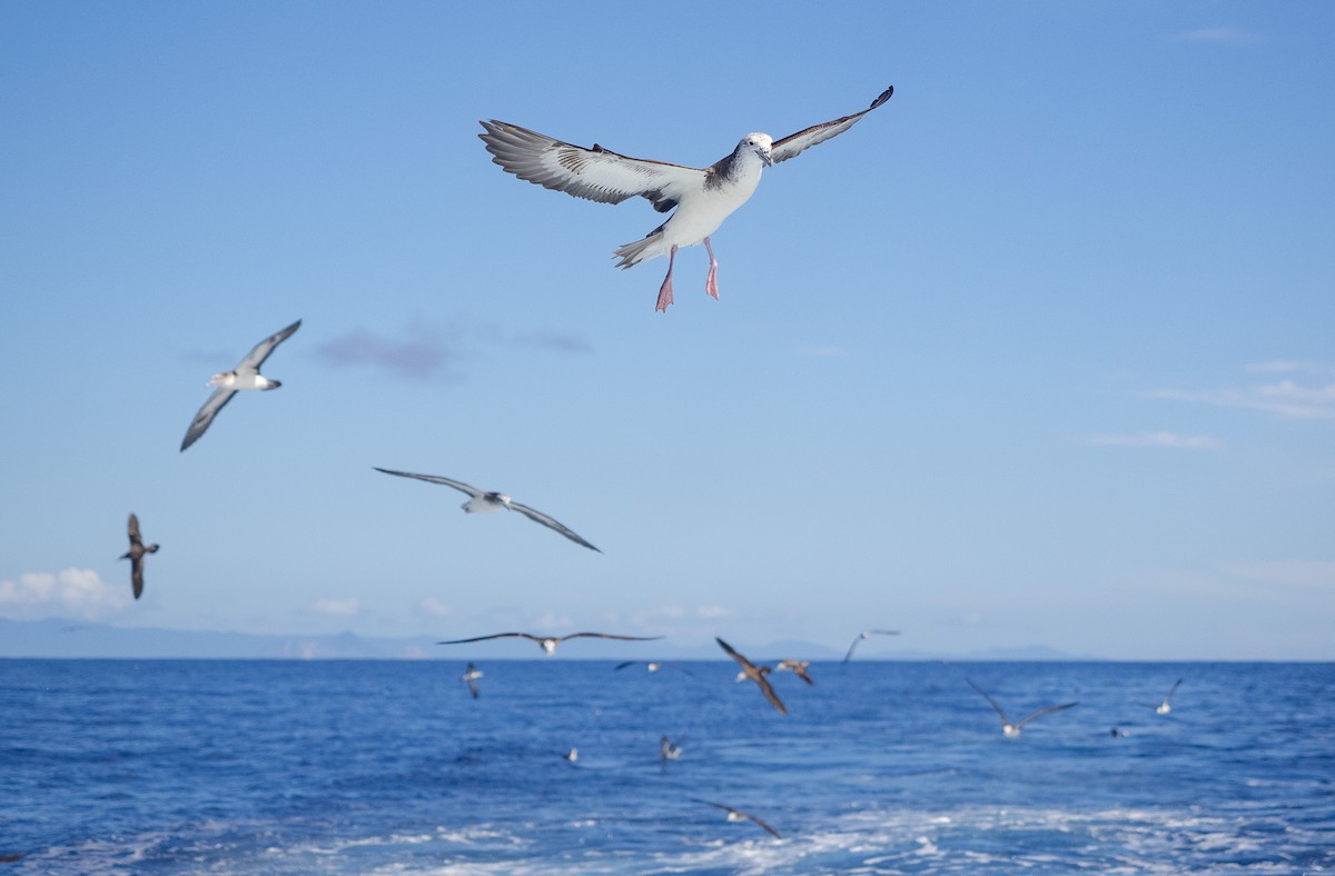 Puffin leucomèle - ML640958422