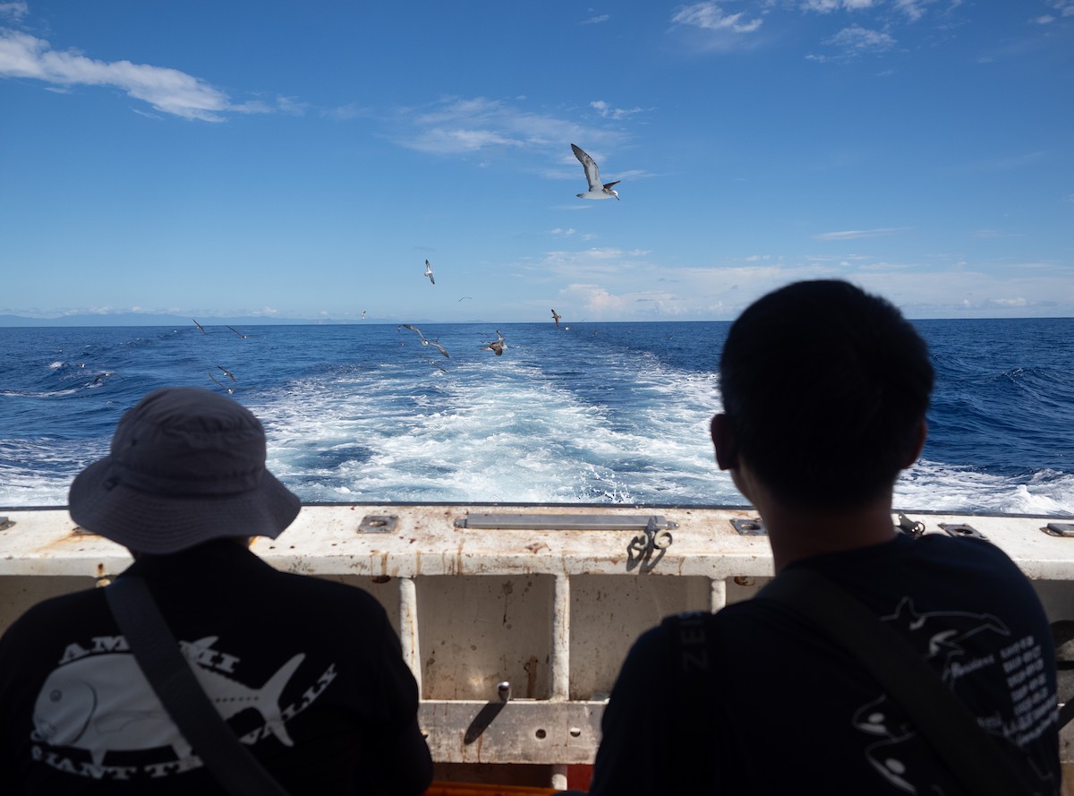 Puffin leucomèle - ML640958423