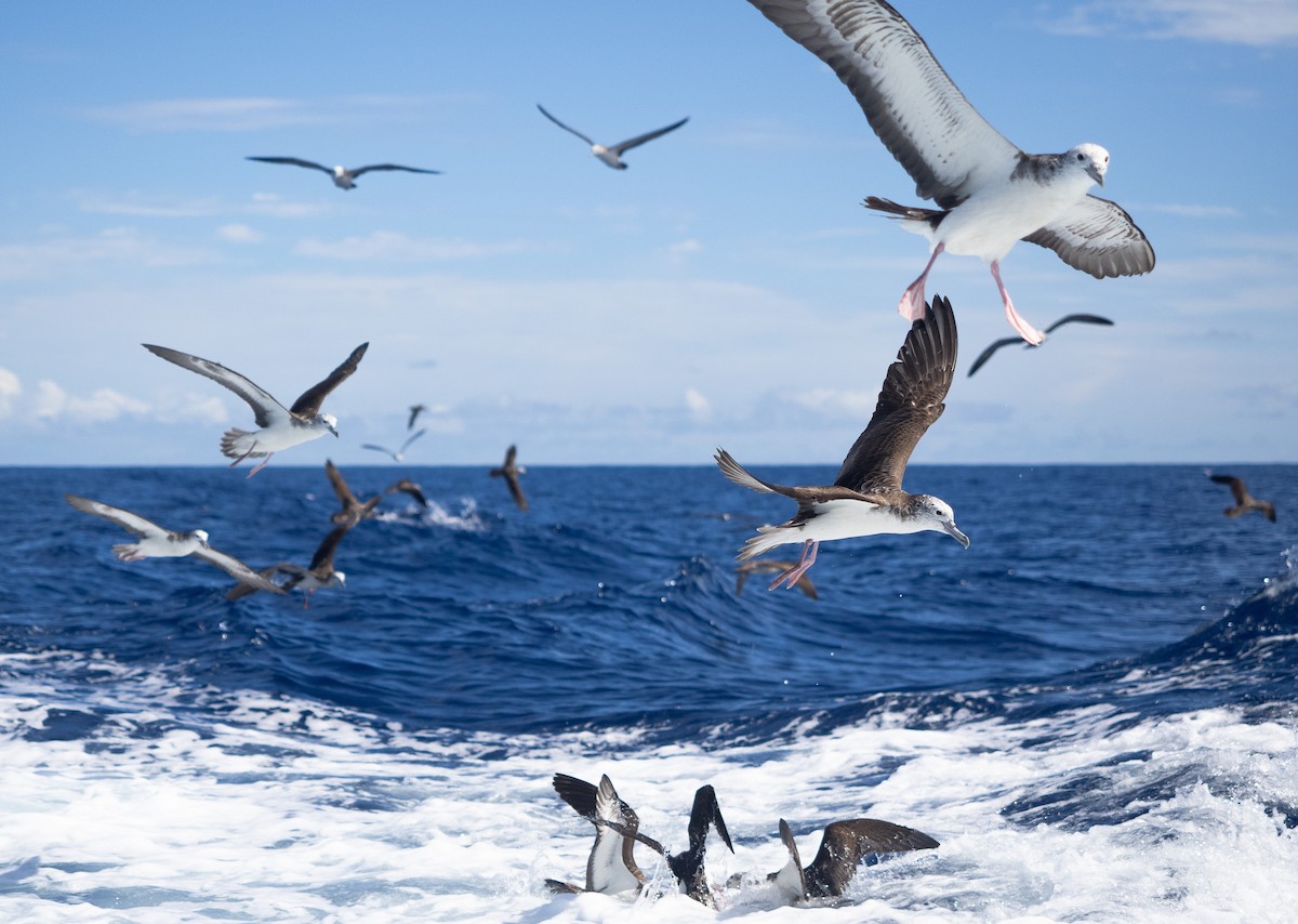 Puffin leucomèle - ML640958424