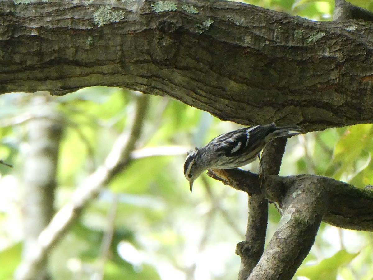 Black-and-white Warbler - ML640958444