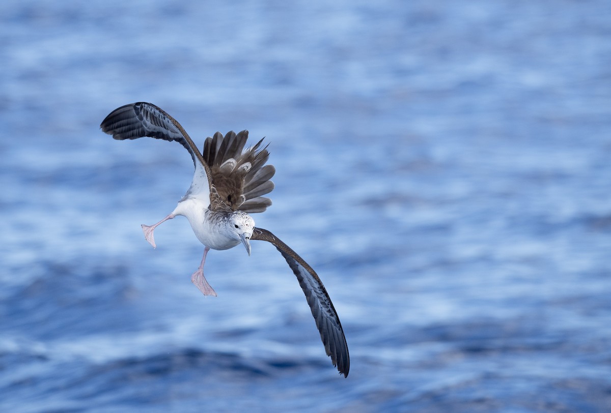 Puffin leucomèle - ML640958447