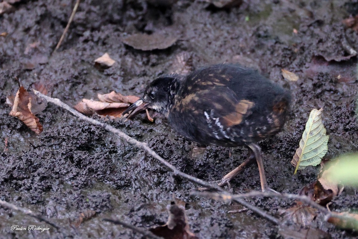 Virginia Rail - ML640958482