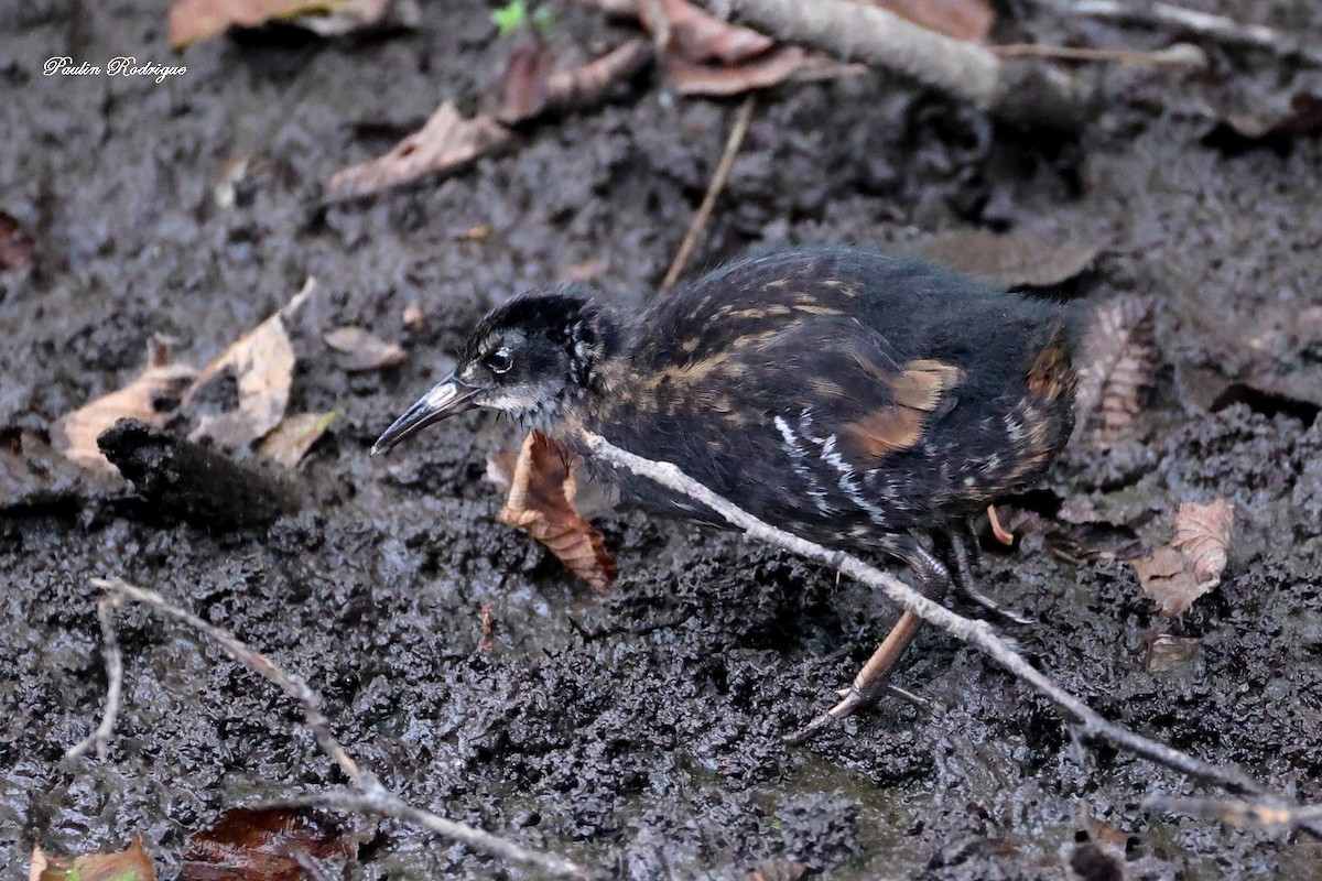 Virginia Rail - ML640958483
