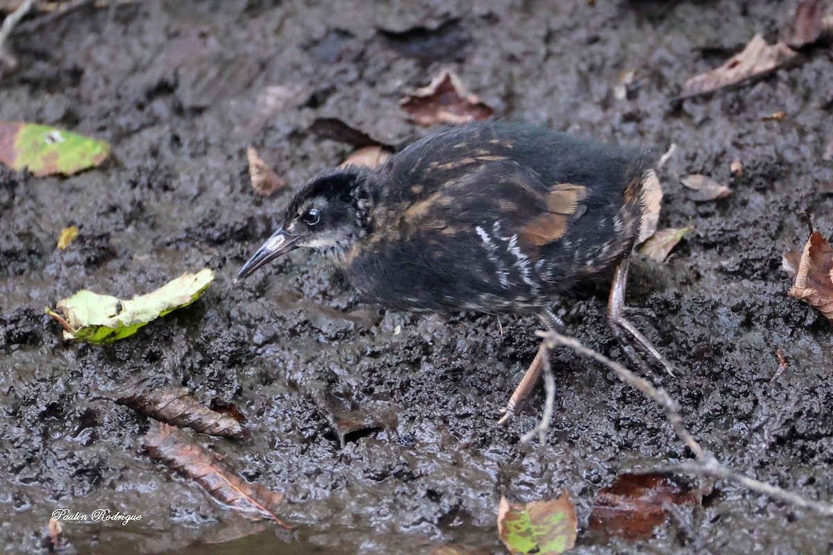 Virginia Rail - ML640958484