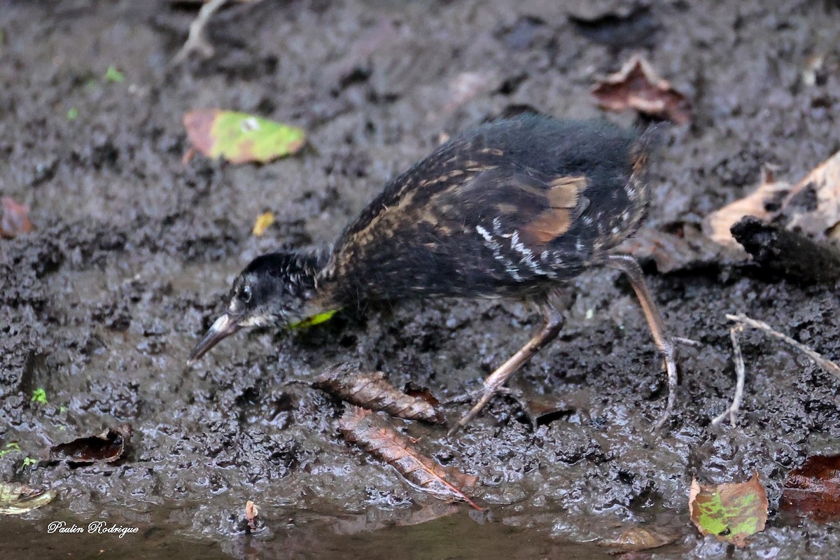 Virginia Rail - ML640958485