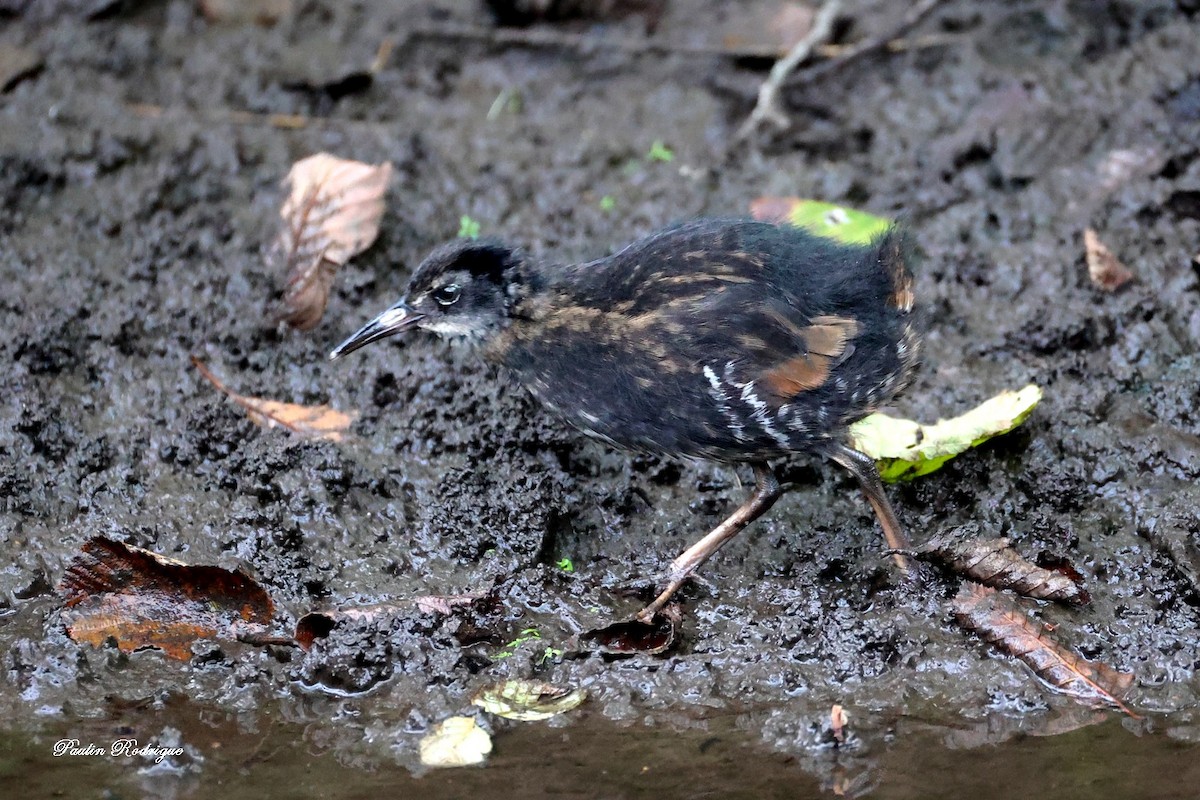 Virginia Rail - ML640958486