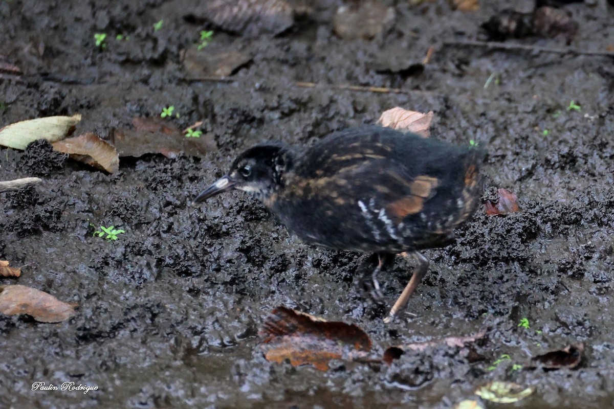 Virginia Rail - ML640958487
