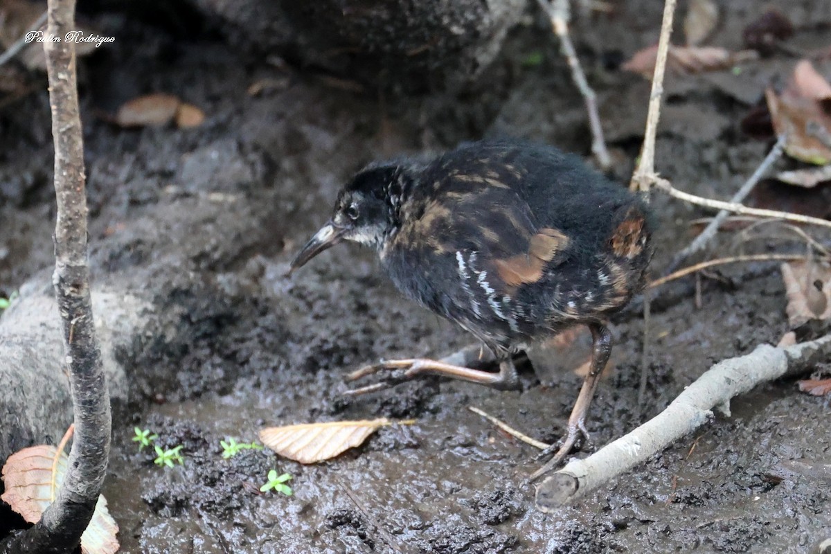 Virginia Rail - ML640958488