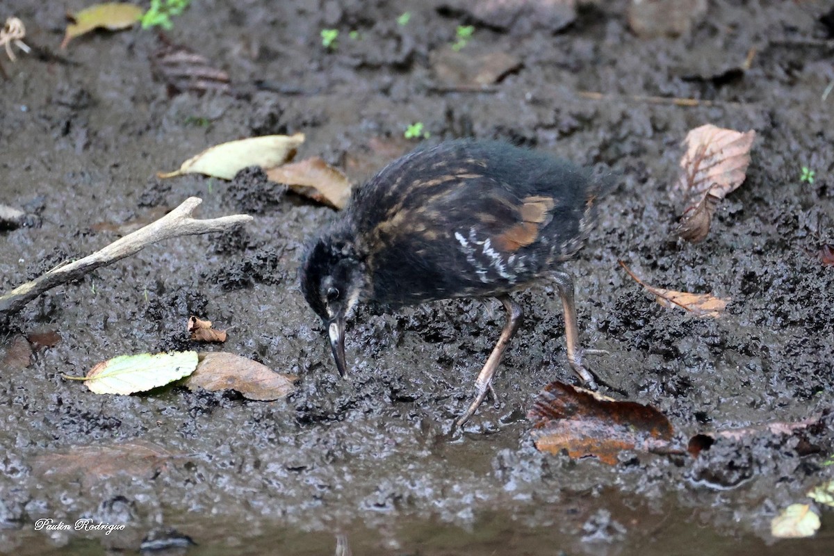 Virginia Rail - ML640958489