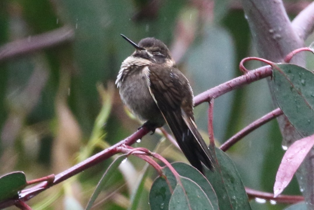 Purple-backed Sunbeam - ML640958540