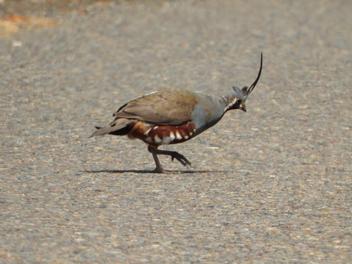 ツノウズラ - ML640958547