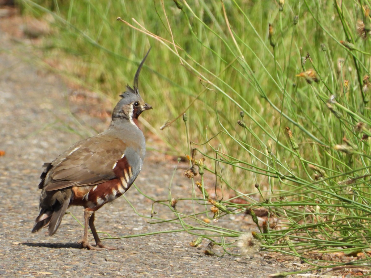 ツノウズラ - ML640958548