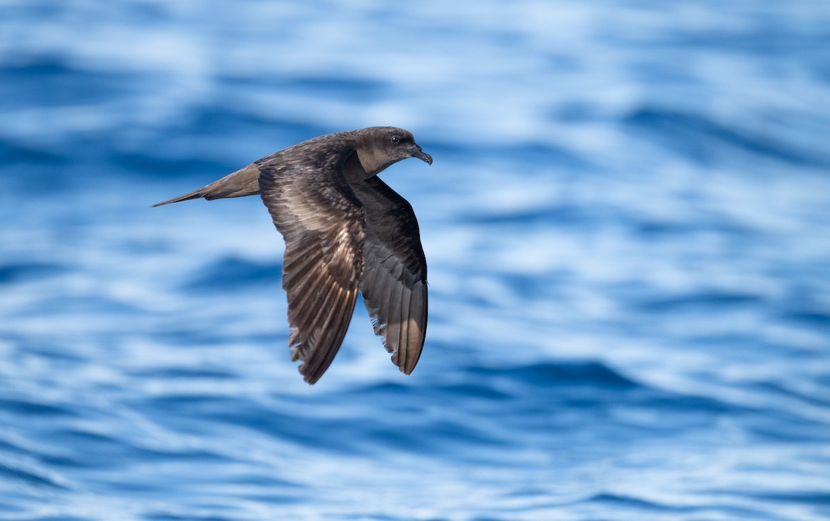 Pétrel de Bulwer - ML640958549