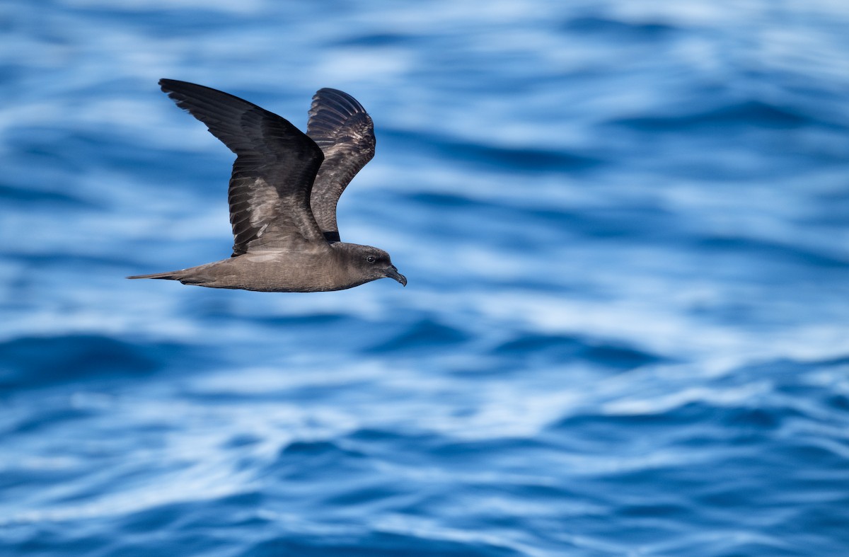 Pétrel de Bulwer - ML640958550