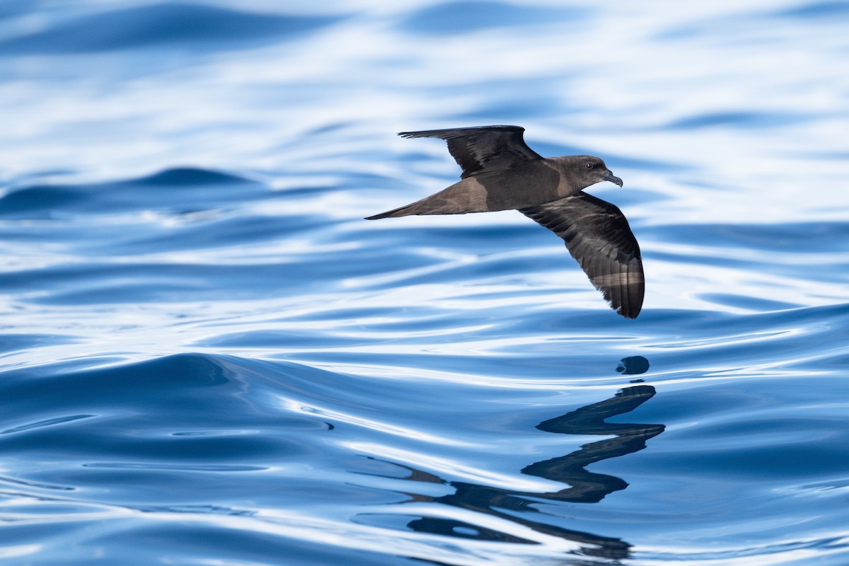 Pétrel de Bulwer - ML640958551