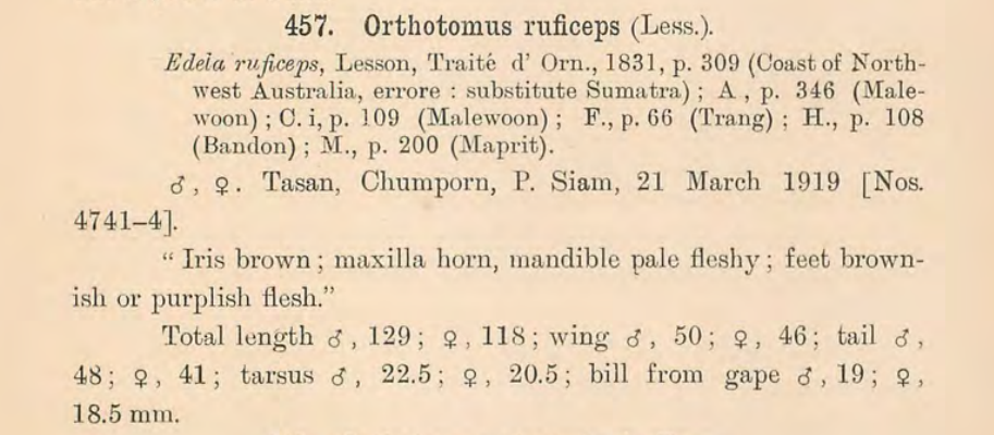 Ashy Tailorbird - ML640958619