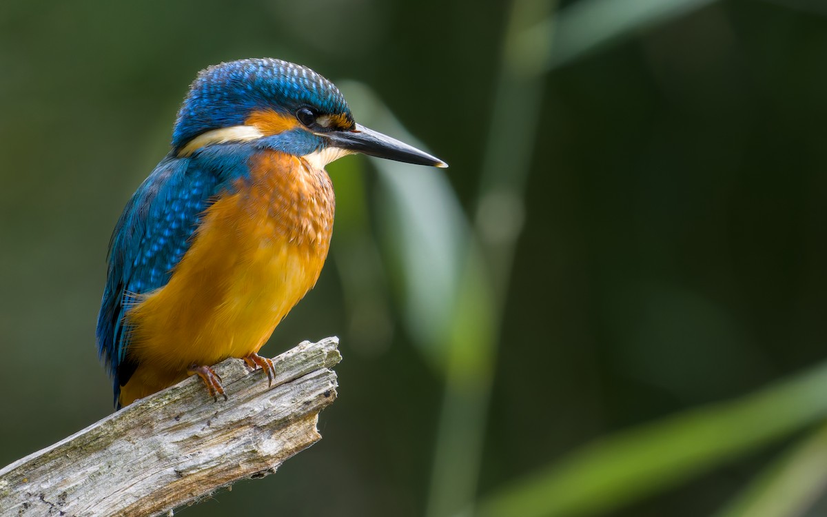 Номин шогшир - ML640958625