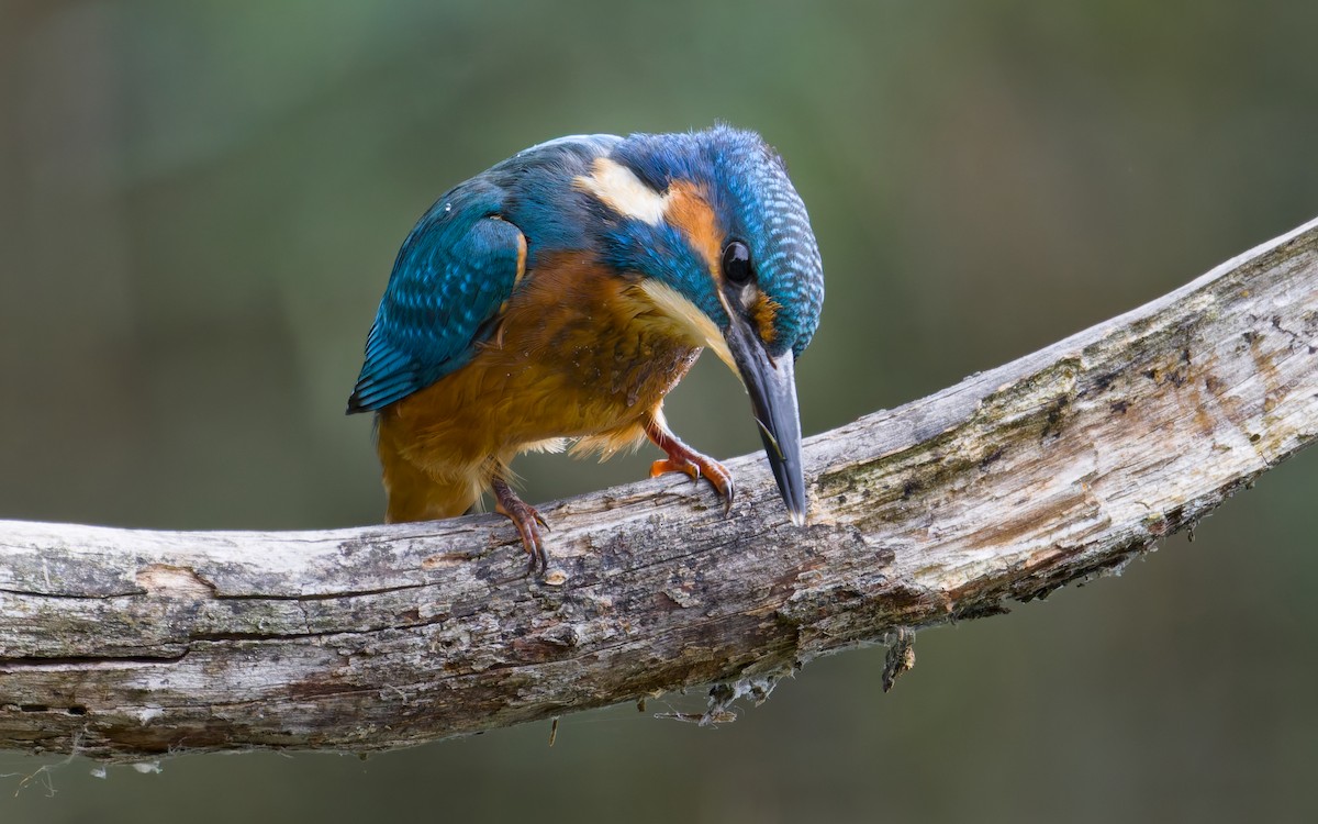 Номин шогшир - ML640958633