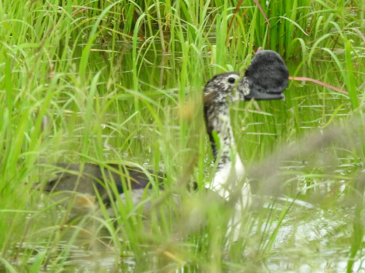 Knob-billed Duck - ML640958649