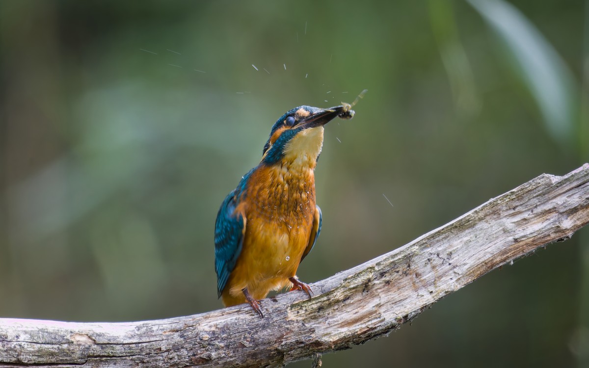 Номин шогшир - ML640958652