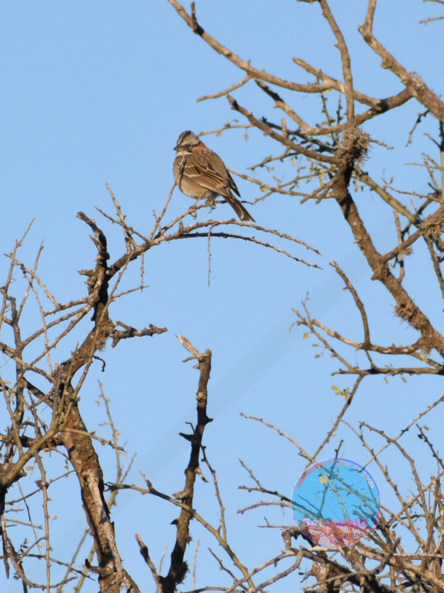 Rufous-collared Sparrow - ML640958670