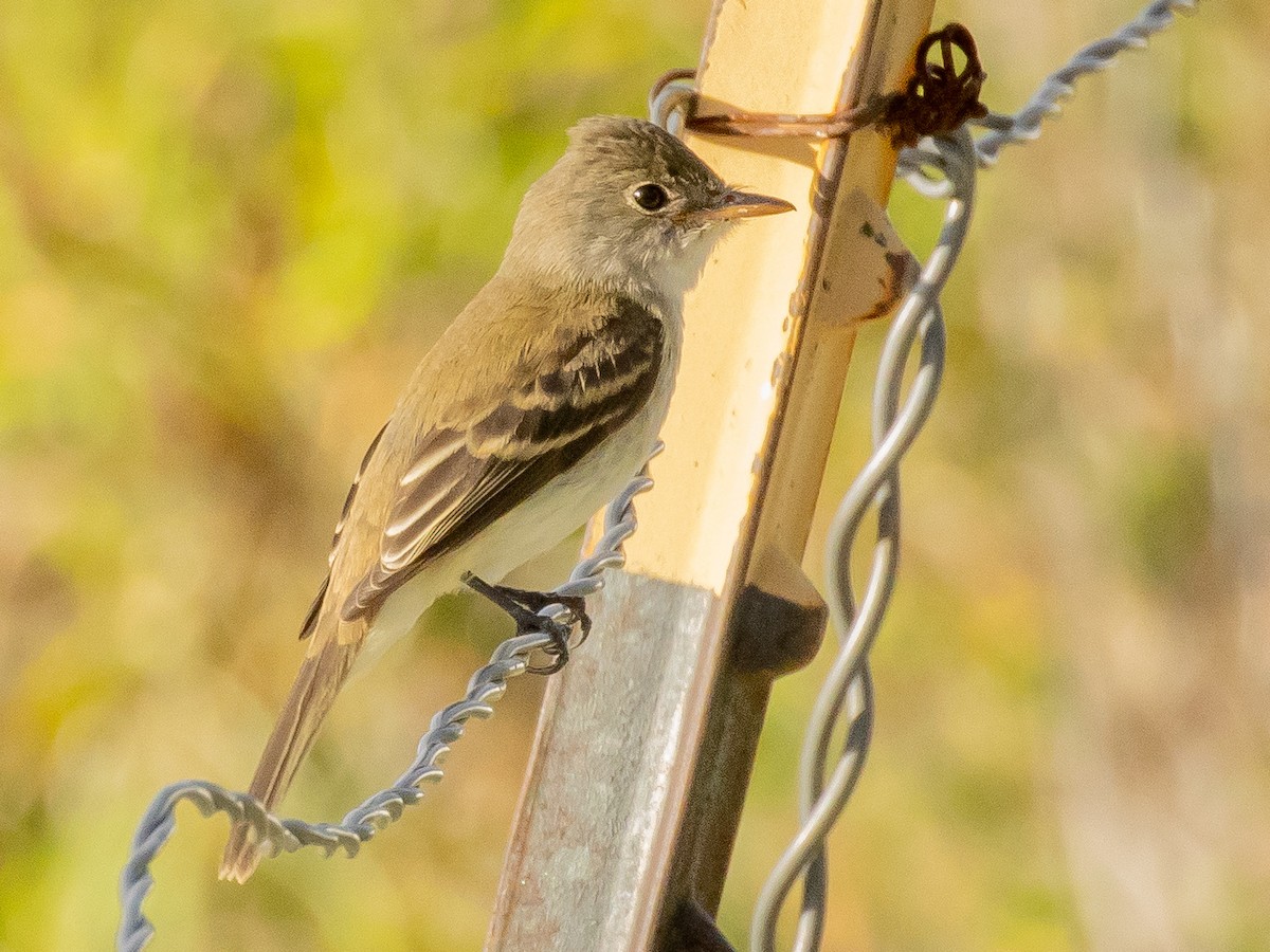 Willow Flycatcher - ML640958674