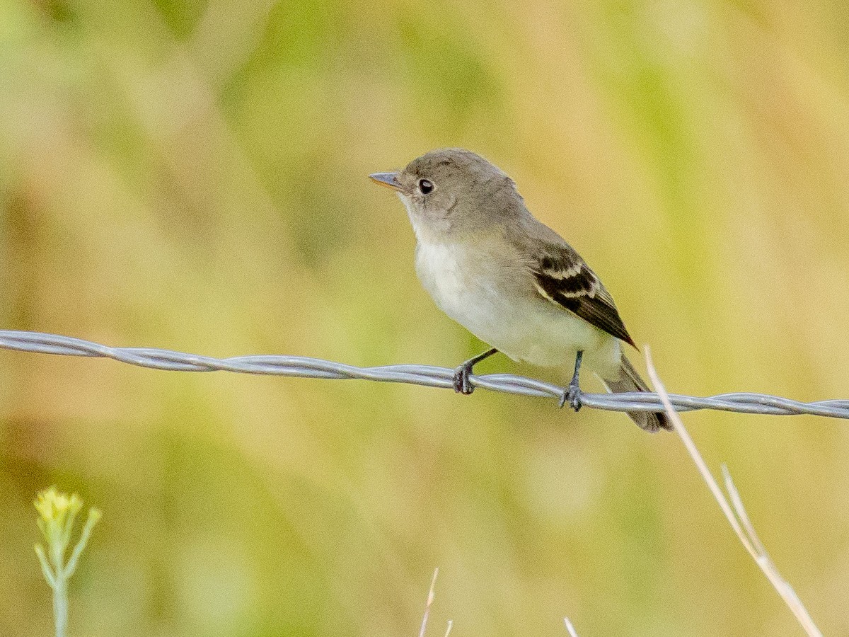 Willow Flycatcher - ML640958675