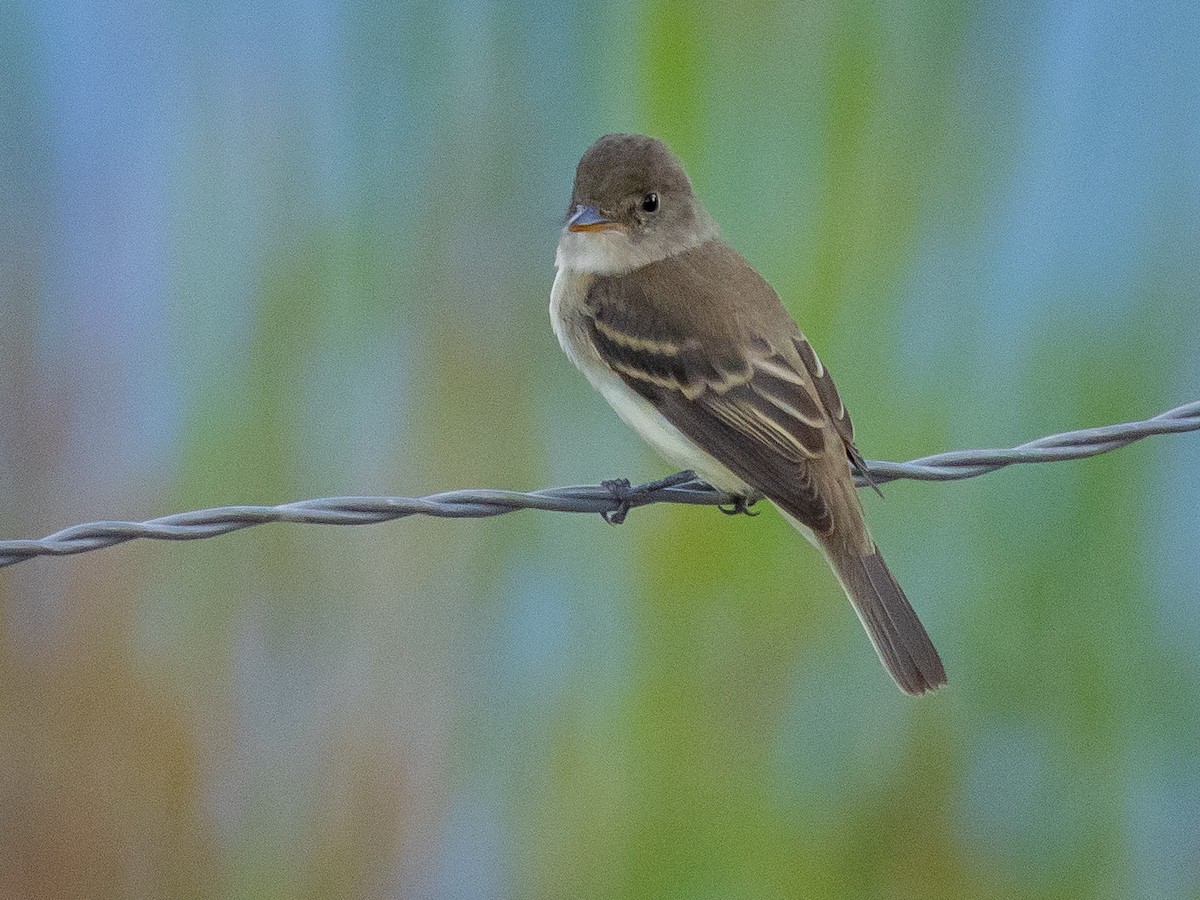 Willow Flycatcher - ML640958677