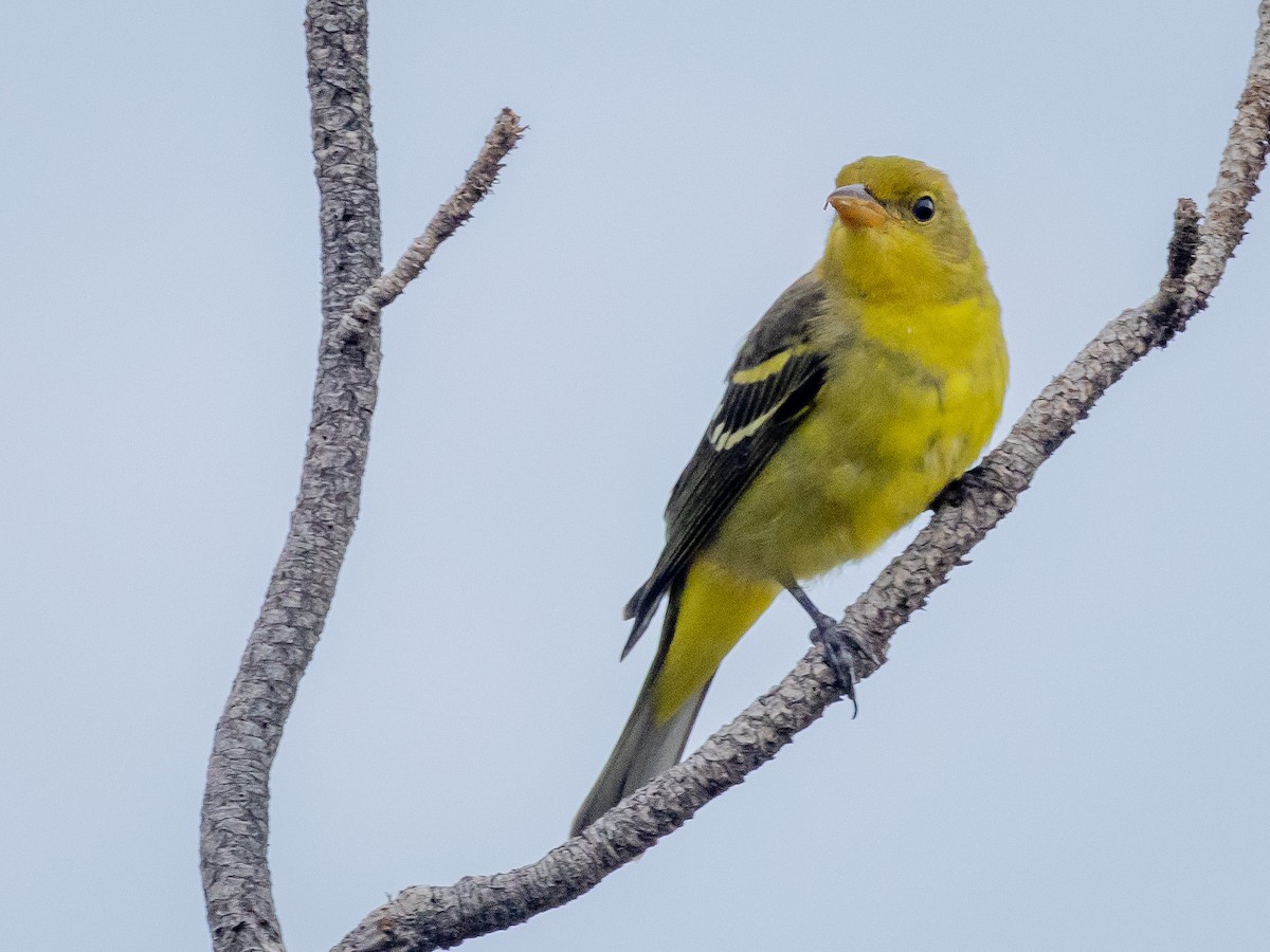 Western Tanager - ML640958751