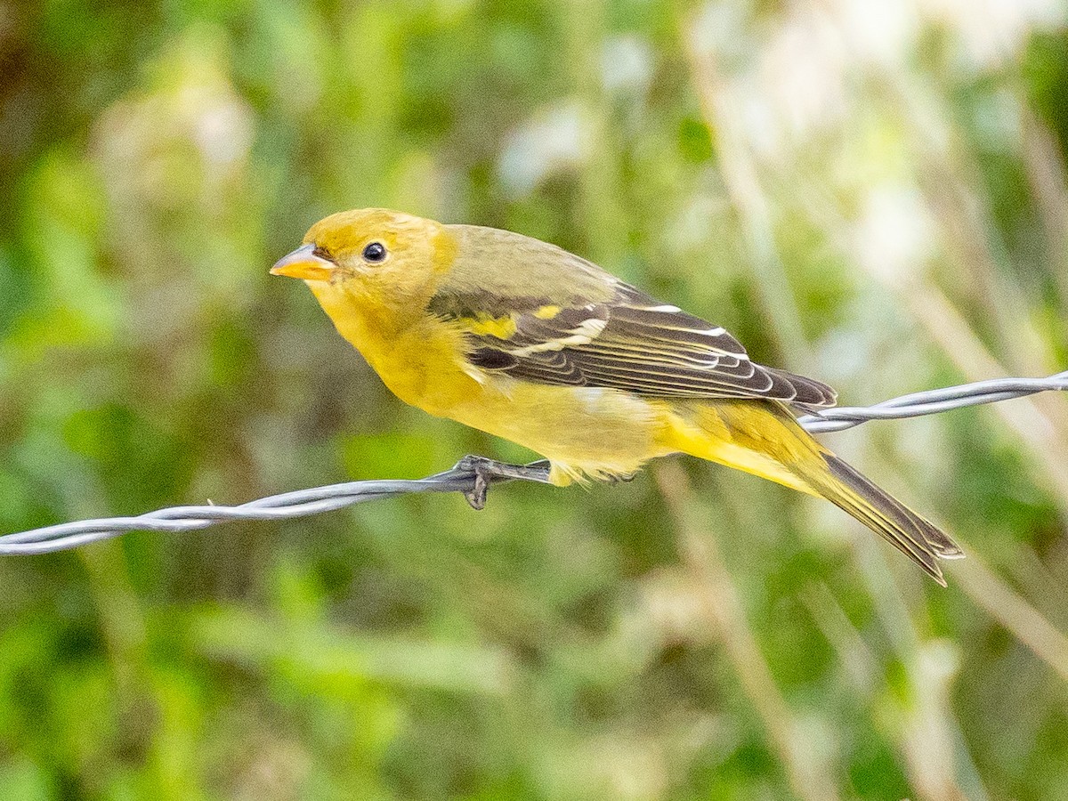 Western Tanager - ML640958752