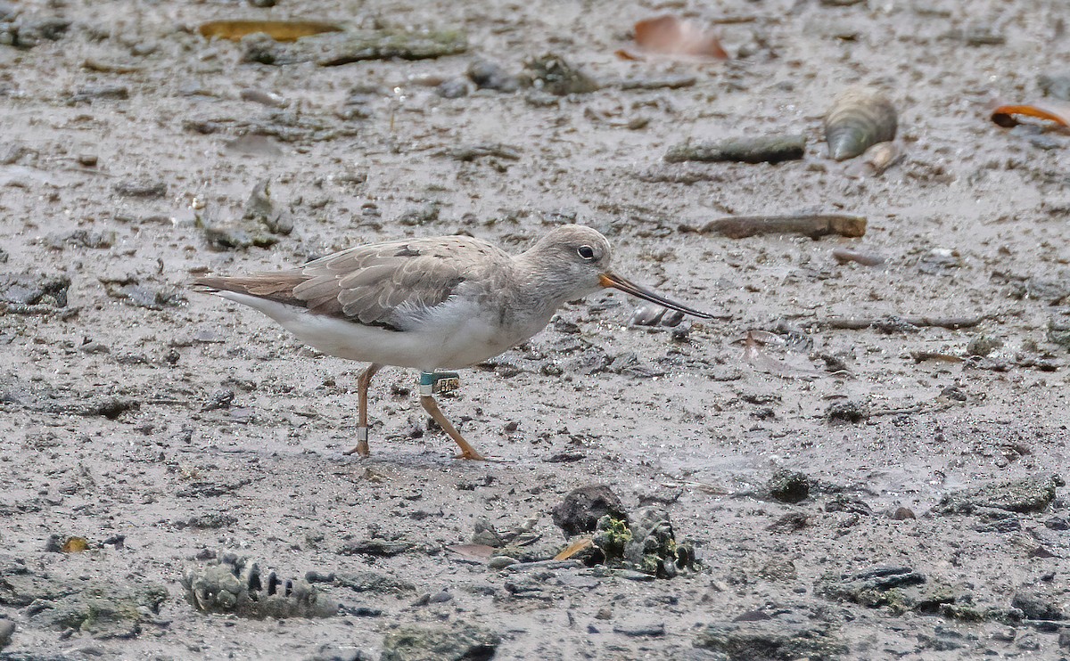 Terek Sandpiper - ML640958753
