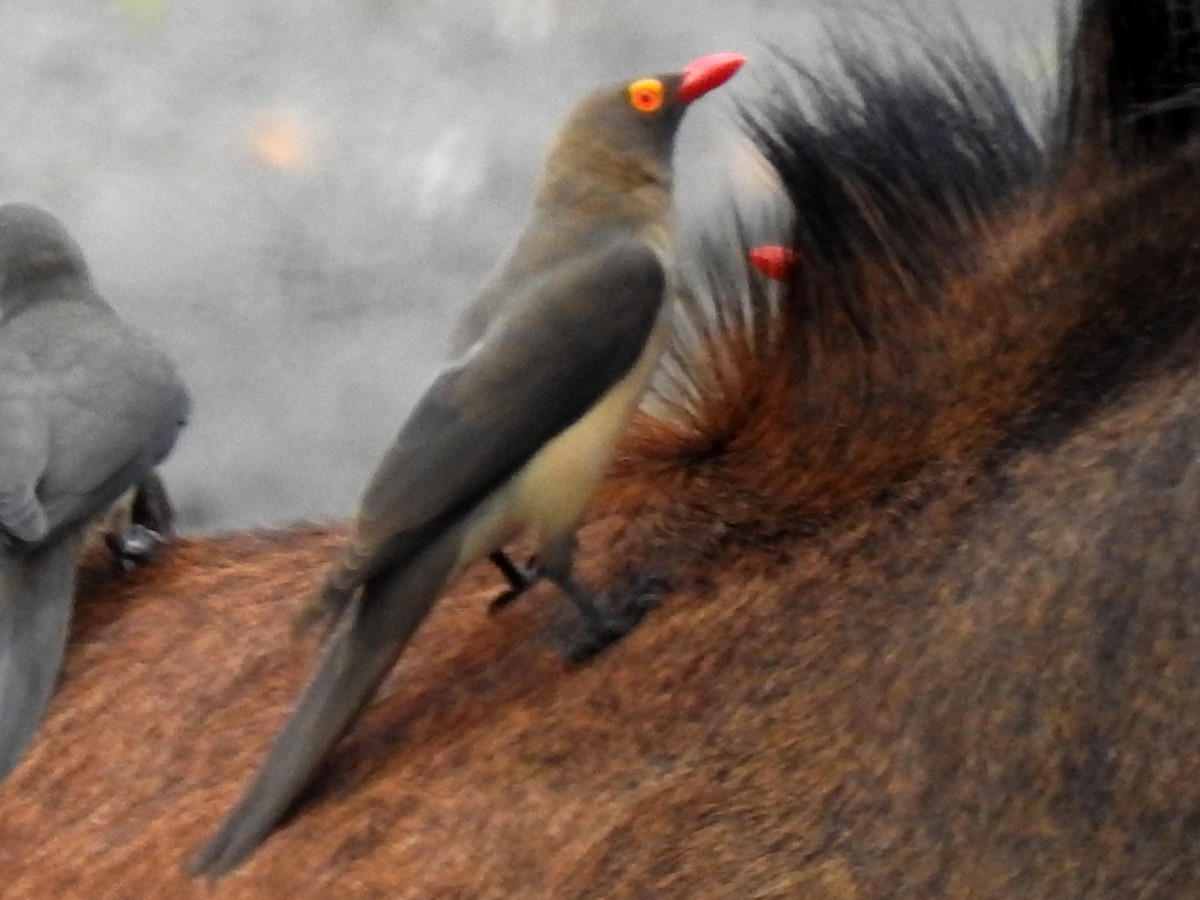 アカハシウシツツキ - ML640958758