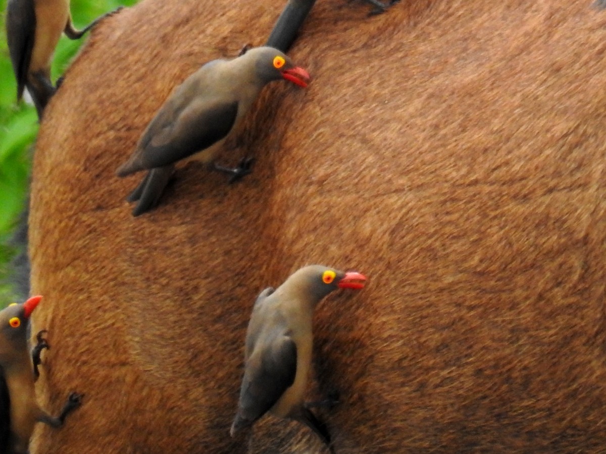 アカハシウシツツキ - ML640958759