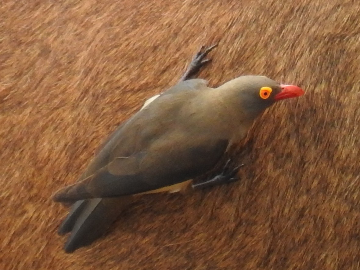 アカハシウシツツキ - ML640958760