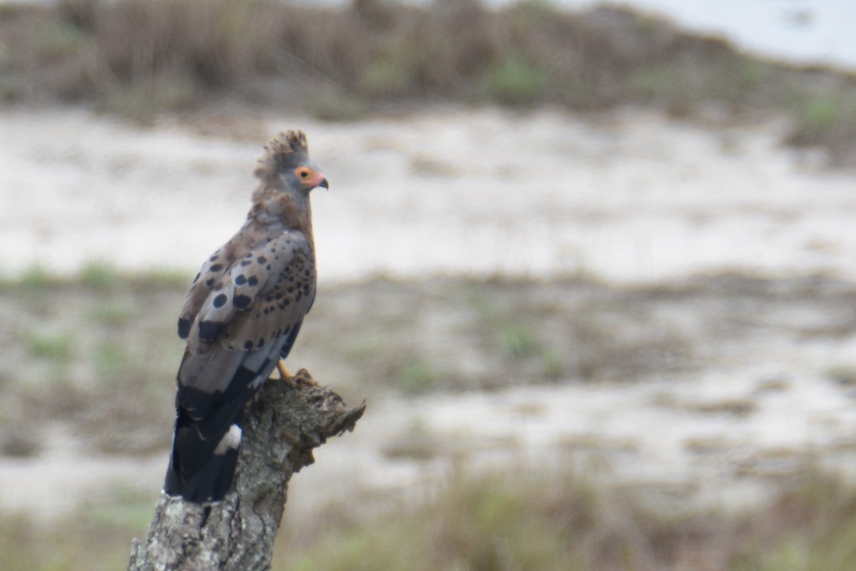 African Harrier-Hawk - ML640958822