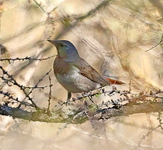 Улаан гүеэт хөөндэй - ML640958842