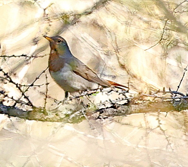 Улаан гүеэт хөөндэй - ML640958843