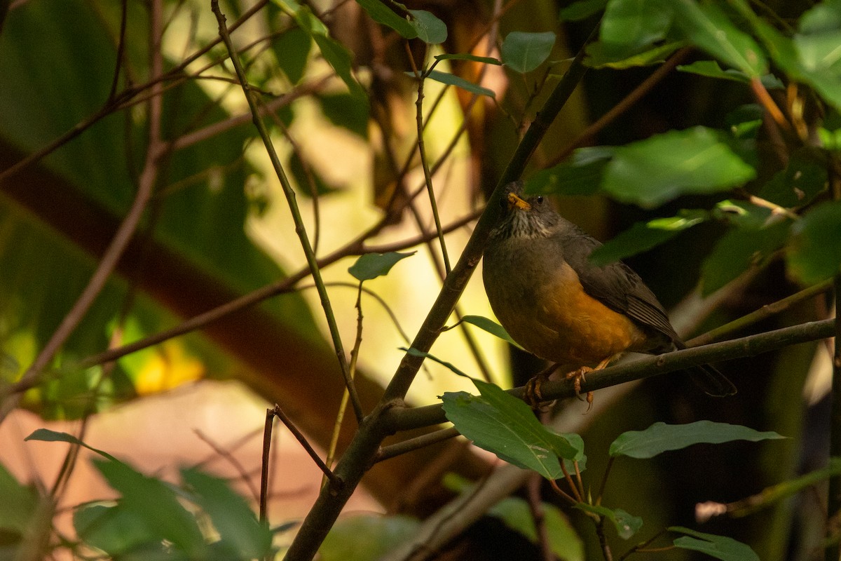 Olive Thrush - ML640958861