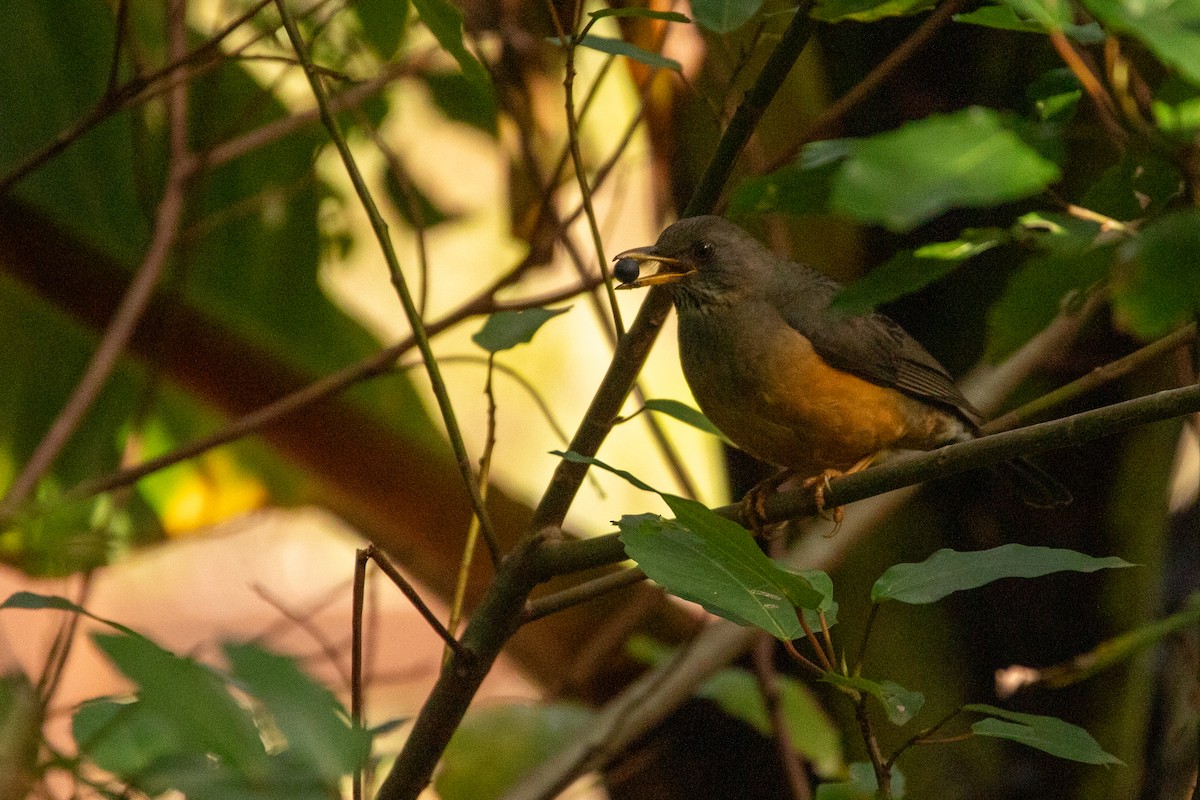 Olive Thrush - ML640958862