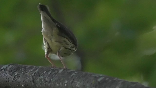 Northern Waterthrush - ML640958863